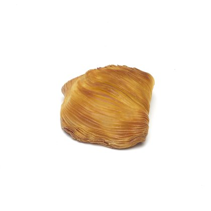 Conchiglia a ventaglio marrone dorata con texture rigata sottile, su sfondo bianco.