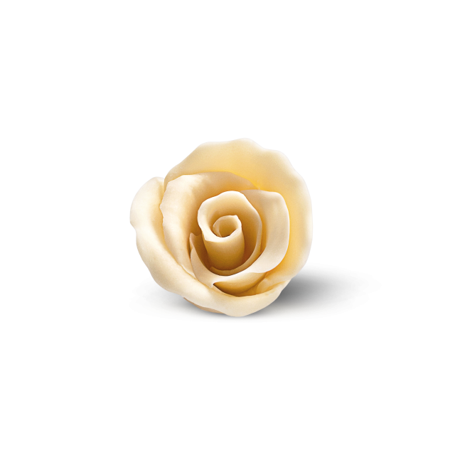 Rosa decorativa in zucchero o pasta di zucchero color crema su sfondo bianco.